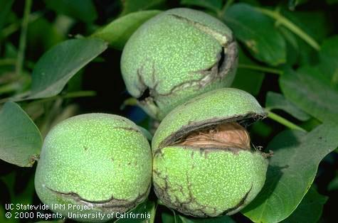 Fruit development showing mature nuts with split husks.