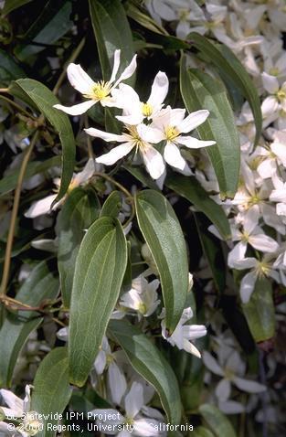 Evergreen clematis leaves and blossoms.