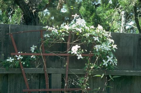 Clematis growing as a vine.