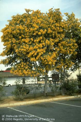 Flowering acacia, Acacia baileyana.