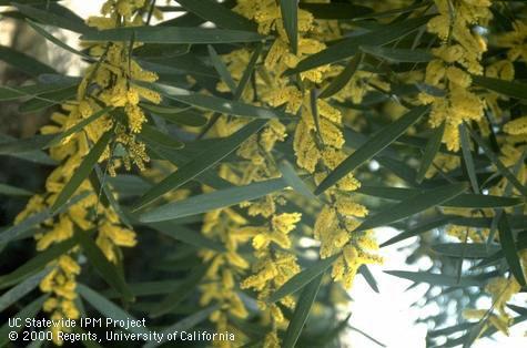 Flowers of acacia, Acacia baileyana.