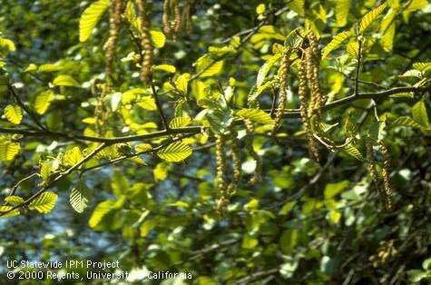 Male catkin of alder, Alnus rhombifolia.