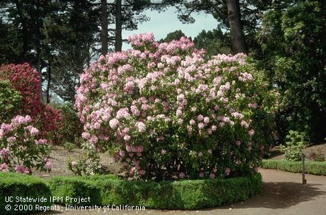 Flowers of Rhododendron spp.