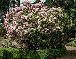 Rhododendron shrub