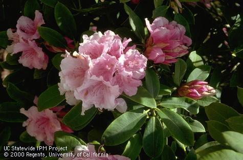 Flowers of Rhododendron spp.