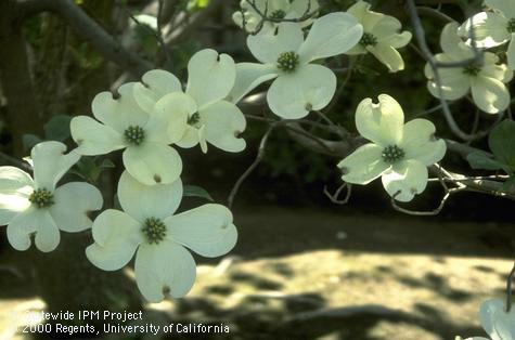 The white flowers of a dogwood tree, Cornus florida.