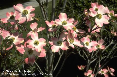 The pink flowers of a dogwood tree, Cornus florida.