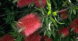 Flower of bottlebrush