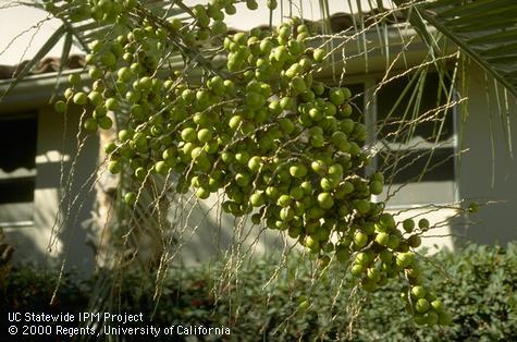 Fruit of the palm Butia capitata.