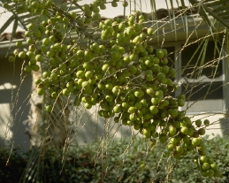 Fruit of the palm 