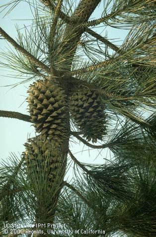 Pine cones of Coulter pine, <I>Pinus coulteri.</I>.