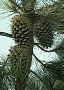 Pine cones