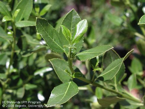 Leaves of John Edwards Italian Buckthorn, <I>Rhamnus alaternus</I> 'John Edwards'.