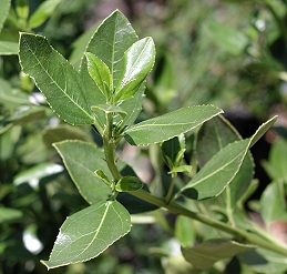 Foliage of rhamnus