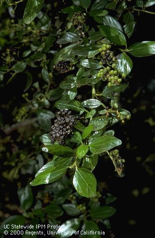 California lilac foliage and fruit.