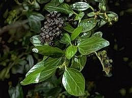 California lilac (Ceanothus  spp.) leaves