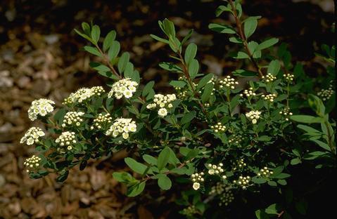 Leaves and flowers of spirea, <i>Spiraea nipponica.</i>.