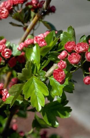 Leaves and flowers of hawthorn.