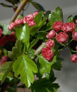 Hawthorn leaves and flowers