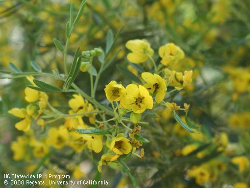 Yellow flowers of desert mountain-mahogany, <I>Cercocarpus ledifolius</I> var. <I>intermontanus</I>.