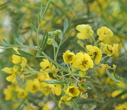 Flowers of mountain mahogany