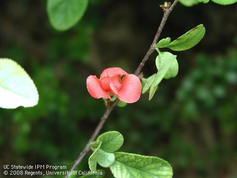 Flower of Stanford flowering quince, <I>Chaenomeles x superba </I> 'Stanford Red'.