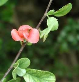 Flower of quince