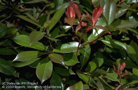 Reddish new growth of Photinia.