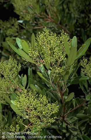 Toyon leaves and flower buds.