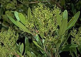 Toyon leaves and buds