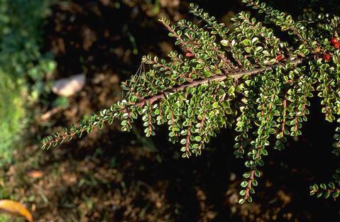 Leaves of Cotoneaster.