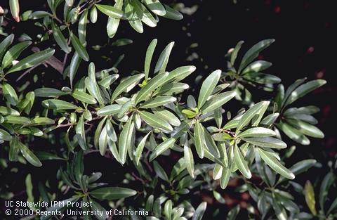 Firethorn branches and foliage.