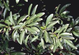 Pyracantha leaves