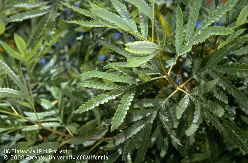 Catalina ironwood leaves.