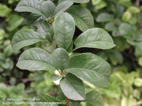 Foliage of Stanford flowering quince, <I>Chaenomeles x superba </I> 'Stanford Red'.