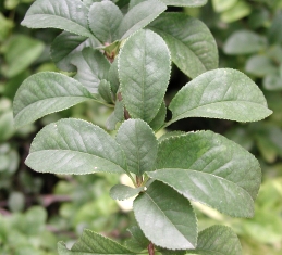 Foliage of quince