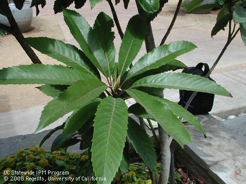 Foliage of bronze loquat, <I>Eriobotrya deflexa</I>.