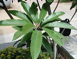 Loquat leaves