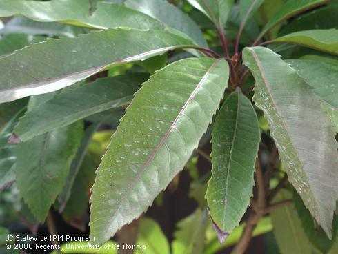 Foliage of bronze loquat, <I>Eriobotrya deflexa</I>.