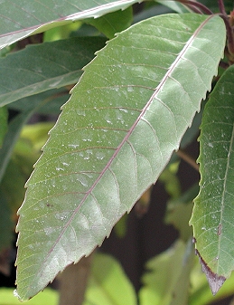 Loquat leaf