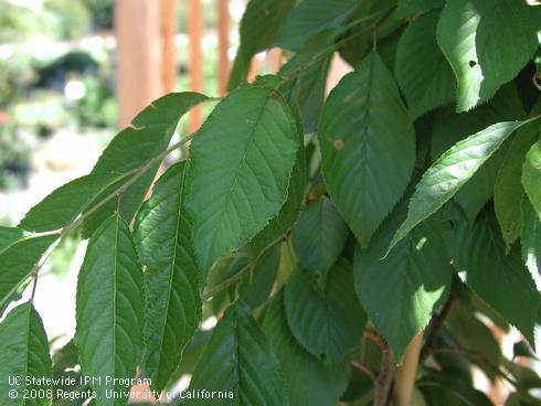 Foliage of Aristocrat flowering pear, <I>Pyrus calleryana</I> 'Aristocrat'.