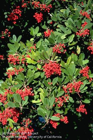 Fruit of toyon.