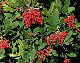 Toyon fruit