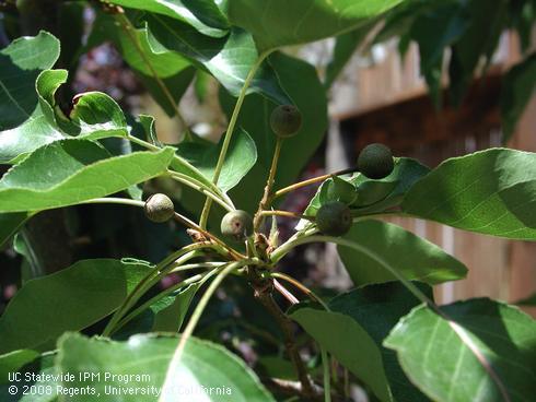 Fruit of Aristocrat flowering pear, <I>Pyrus calleryana</I> 'Aristocrat'.