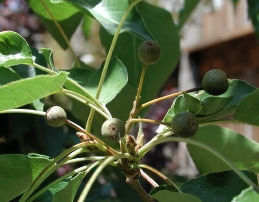 Fruit of flowering pear