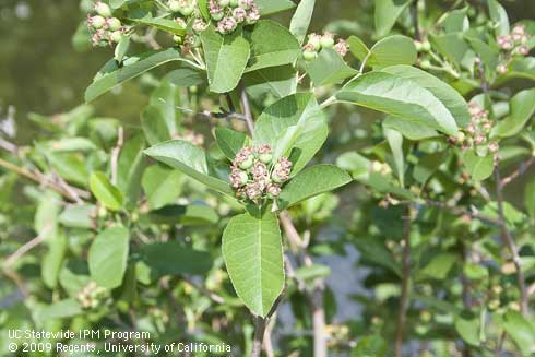 Developing fruit and foliage of serviceberry, <I>Amelanchier alnifolia</I> 'Regent'.