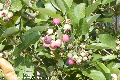 Developing fruit and foliage of serviceberry, <I>Amelanchier alnifolia</I> 'Regent'.