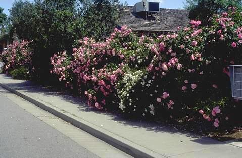 Upright landscape rose varieties such as Pink Simplicity, shown here, are medium to large shrubs.