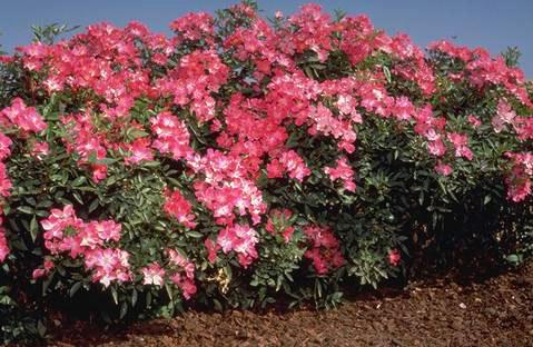 Wild Dancer mounding landscape rose at Bear Creek Gardens, Jackson Perkins. Credit: John F. Karlik