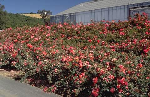 Groundcover roses such as Ralph's Creeper, shown here, are useful for covering banks or walls.